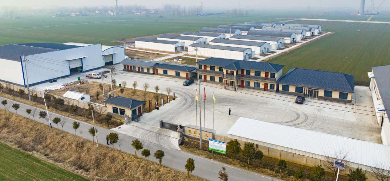 養(yǎng)羊基地。濉溪縣委宣傳部供圖