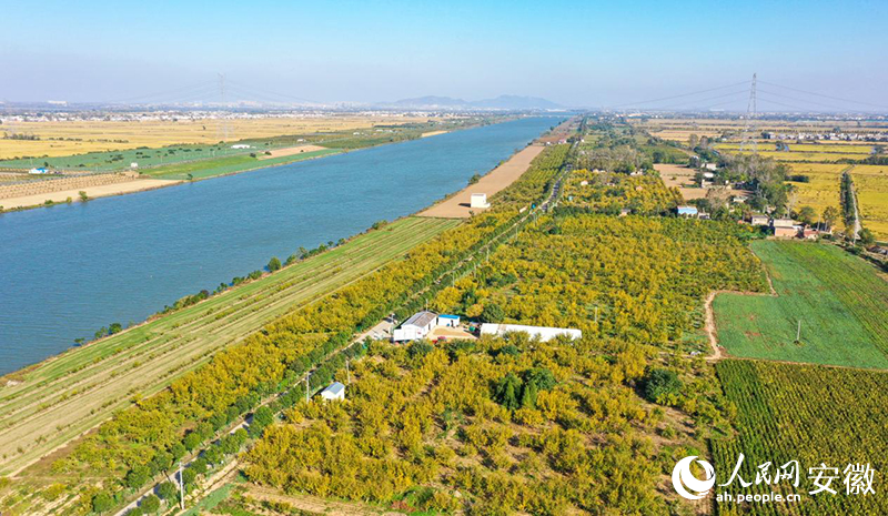 俯瞰懷遠(yuǎn)石榴百里畫廊。人民網(wǎng)記者 張俊攝