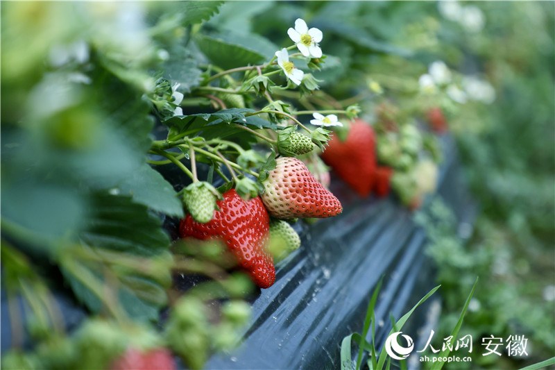 鮮紅的草莓“探”出腦袋，煞是喜人。人民網(wǎng)記者 陶濤攝