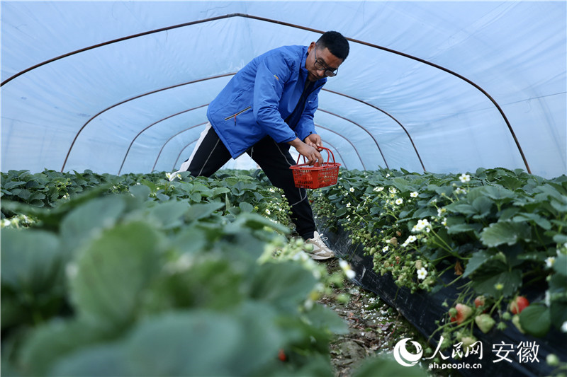 江成林和他的草莓大棚。人民網(wǎng)記者 陶濤攝